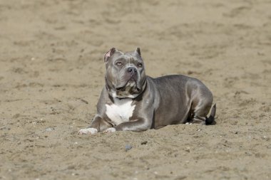 Mavi burun pitbull kuma poz