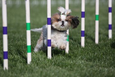 Lhasa Apso çeviklik çalıştıran