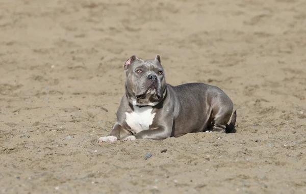 Pitbull posa nella sabbia — Foto Stock