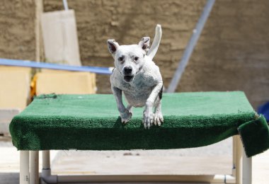 Mutlu köpek Dock dalış
