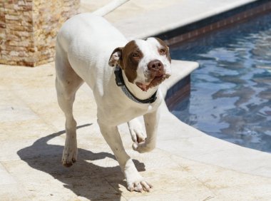 Havuzun yanında Pitbull