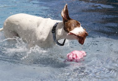 Havuzda sallayarak köpek