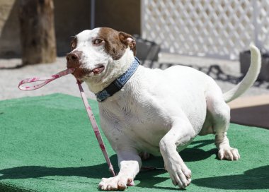 Tasmasını ile oynayan köpek