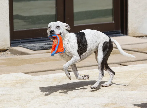 Dog prancing by the pool
