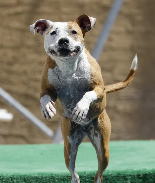 Mutlu pitbull dock atlama