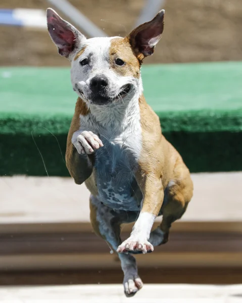 Sorridente cane pitbull — Foto Stock