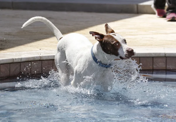 Perro saltando en la piscina — Foto de Stock