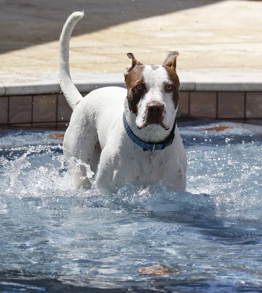Perro en la piscina en un escalón — Foto de Stock