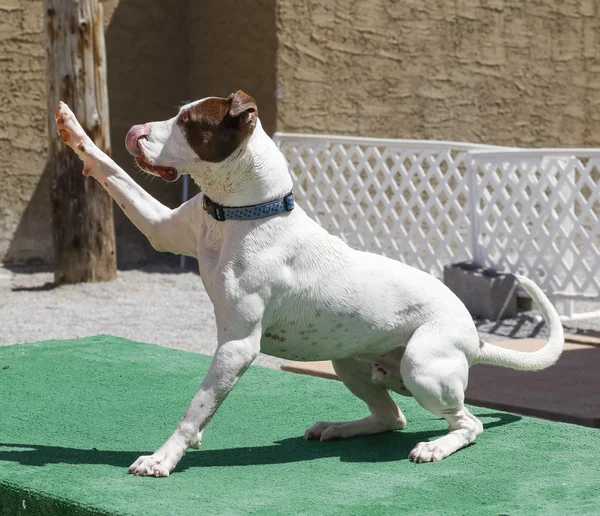 Hund winkt mit einer hohen Fünf — Stockfoto