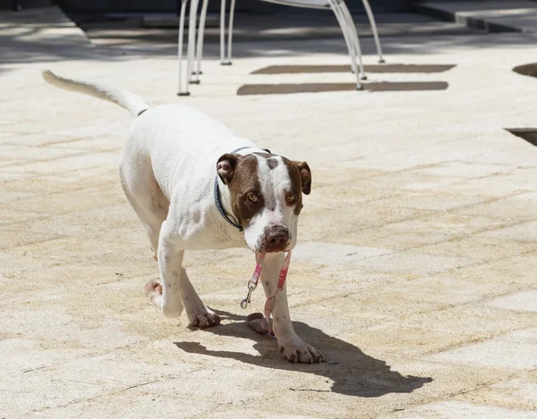 Pitbull a bordo piscina — Foto Stock