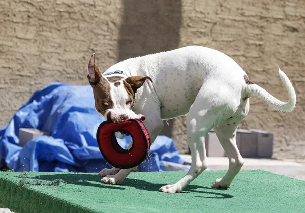 Cane giocare con rimorchiatore giocattolo — Foto Stock