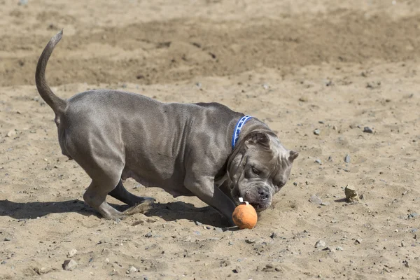 Cane grigio sulla spiaggia che gioca con un giocattolo — Foto Stock