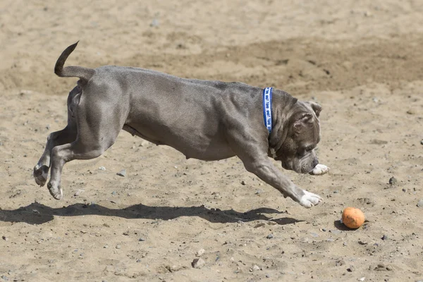 Cane a mezz'aria che salta su una palla nella sabbia — Foto Stock