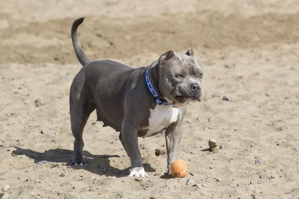 Cane in spiaggia facendo un viso con il suo giocattolo — Foto Stock