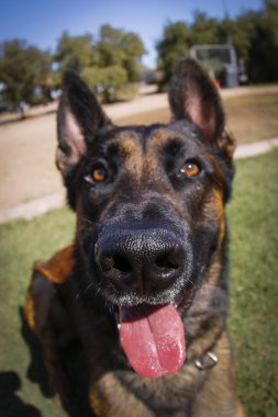 Balıkgözü yakın odak bir köpeğin burnuna kadar