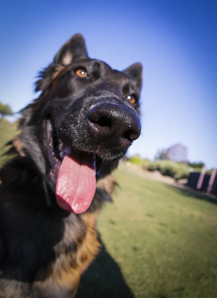 Dog nose shot close up with a fisheye lens — Stock Photo, Image