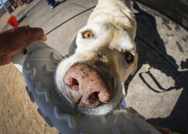 Over the top close up with a fisheye lens of a yellow lab and a toy