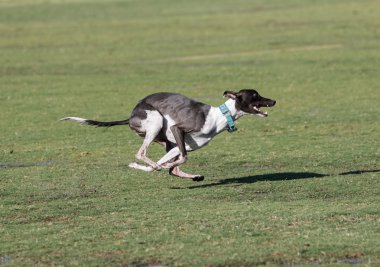 Parkın içinden çalışan tazı