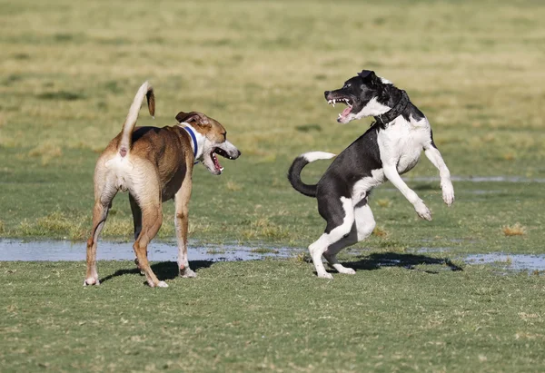 Um cão a dizer ao outro para ir embora. — Fotografia de Stock