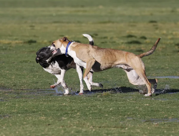 Whippets playing at the park — Stock Photo, Image