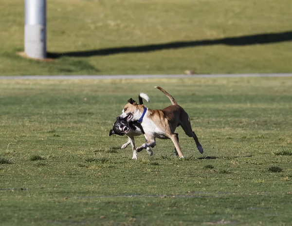 公園で犬をレスリング — ストック写真
