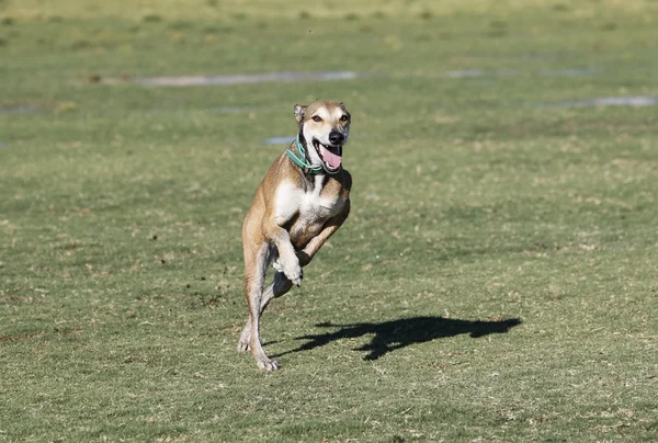 Dog appears to be standing on two legs — Stock Photo, Image