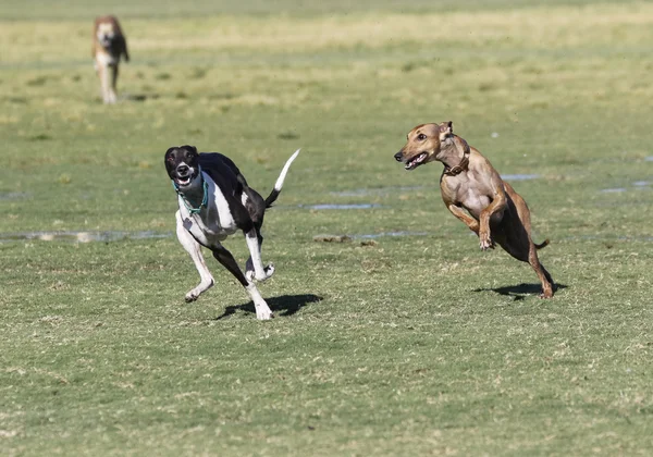 Whippets grając w parku — Zdjęcie stockowe