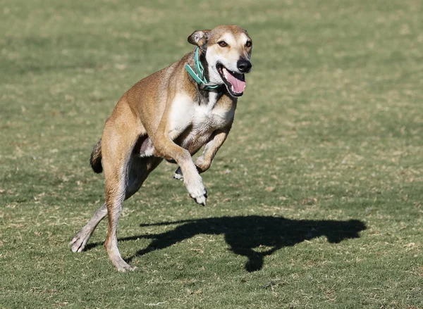 Whippet w połowie kroku uruchamiania — Zdjęcie stockowe