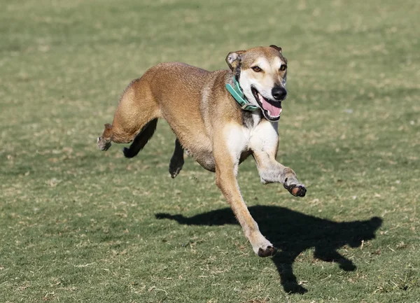 Dog 4 legs off the ground — Stock Photo, Image