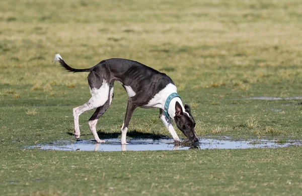 Dog drinking from puddle at the park — Stock Photo, Image