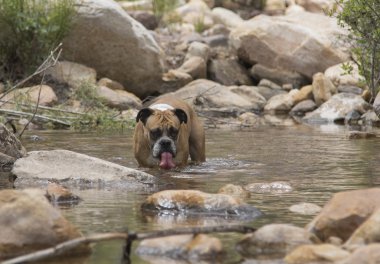 Dereye içme bulldog