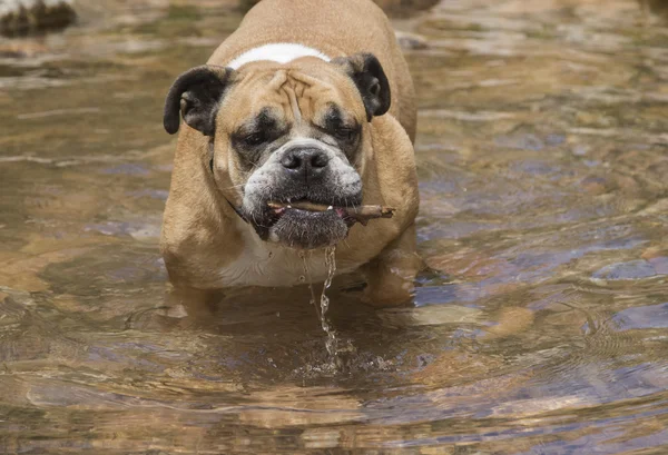 Bulldog con un pequeño palo en el agua — Foto de Stock