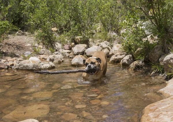 Bulldog recogiendo el palo más grande del arroyo — Foto de Stock