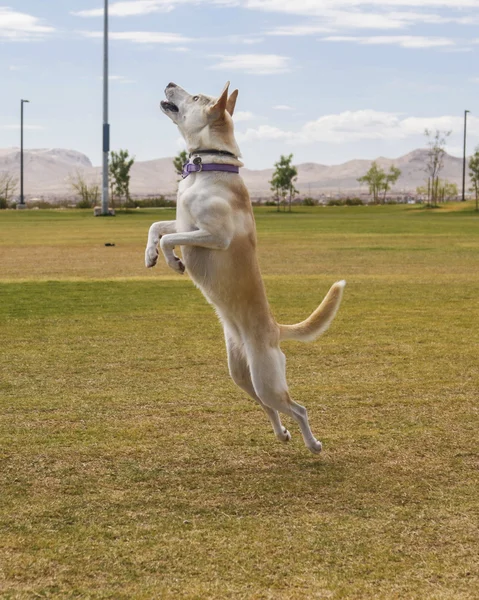 犬の公園で空気中のジャンプ — ストック写真