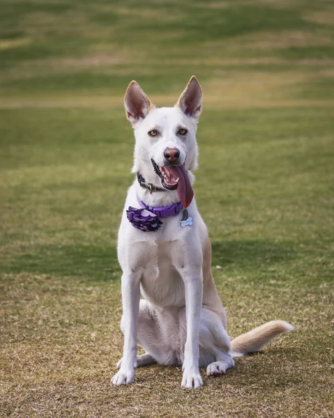 Retrato de un perro en el parque con la lengua fuera — Foto de Stock