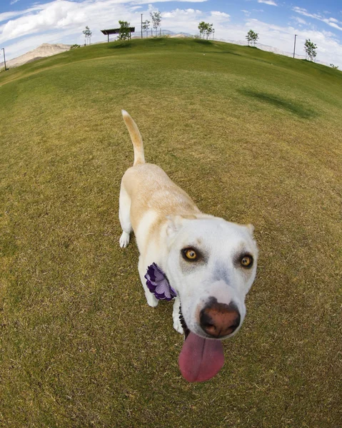 Extreme close image of a dog at the park — Stock Photo, Image