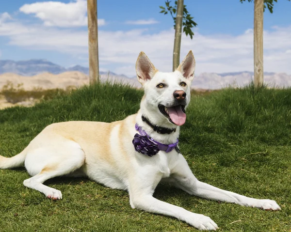 Dog posing in the grass — Stock Photo, Image