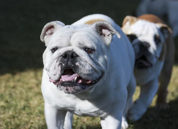 Bulldog at the park being followed by a puppy — Stock Photo, Image