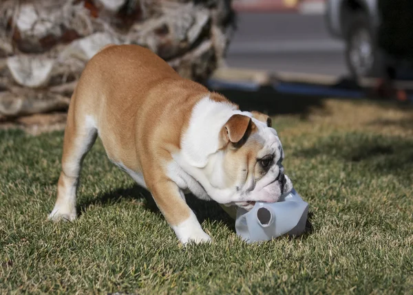 Bulldog playing with a bottle in the grass — Stock Photo, Image
