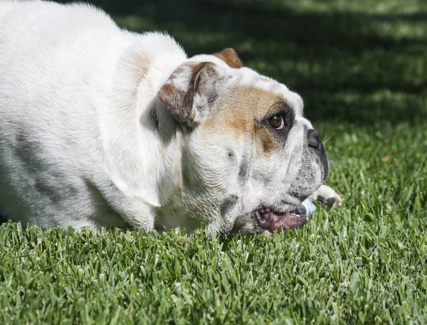 Profile of a bulldog puppy in the grass — Stock Photo, Image