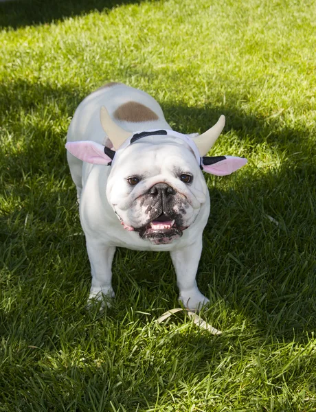 Bulldog sonriente vestido como una vaca — Foto de Stock
