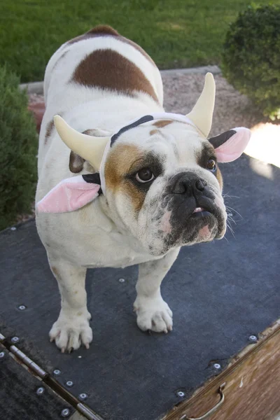 Primer plano del bulldog vestido como una vaca — Foto de Stock