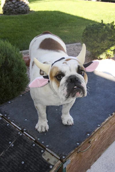 Bulldog con sombrero de vaca — Foto de Stock