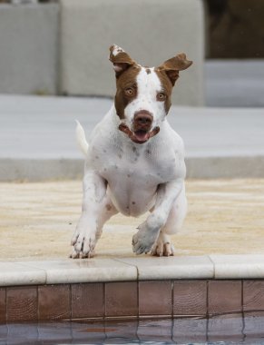Heyecanlı köpek havuza atlama