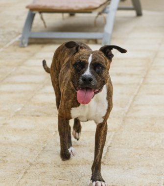 Havuz güvertede gülümseyen köpek