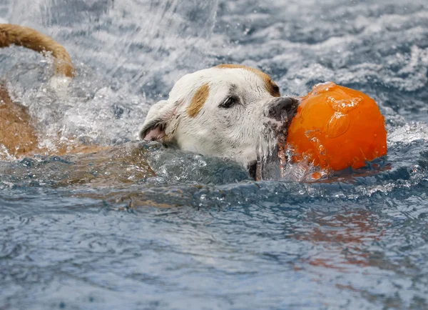 Bir top ile Yüzme köpek