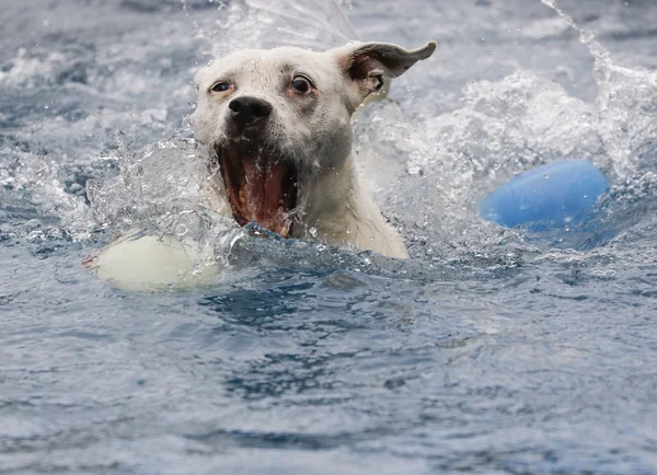 Perro en la piscina sobre el agarrar una pelota — Foto de Stock