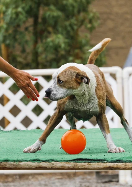 犬の所有者に舌を出してと — ストック写真