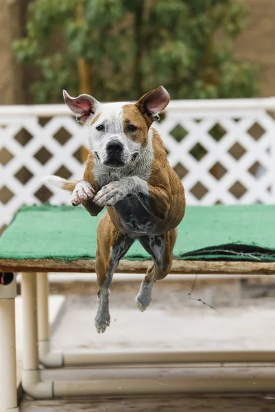 犬ドックからプールに飛び込む — ストック写真