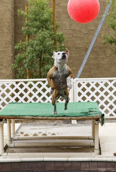 Perro saltando de muelle para bola de gran tamaño — Foto de Stock